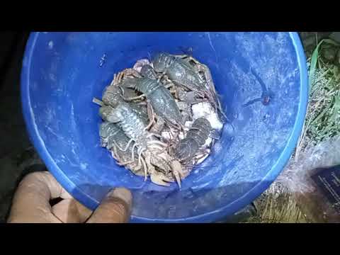 Видео: Ночная ловля рака на Кубани