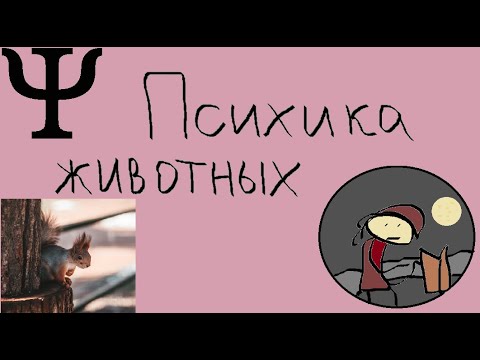 Видео: Психика животных и человека