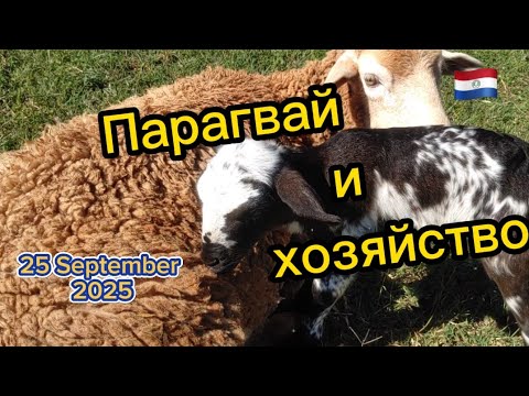 Видео: Хозяйство, овцы и #парагвай или как некоторые живут в #paraguay #farm 
