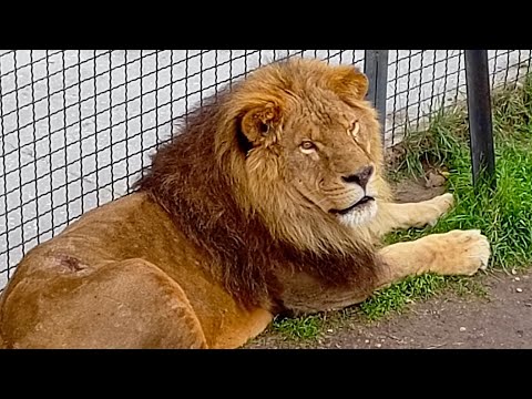 Видео: Октябрь и львы! Парк львов Тайган ❤️ 