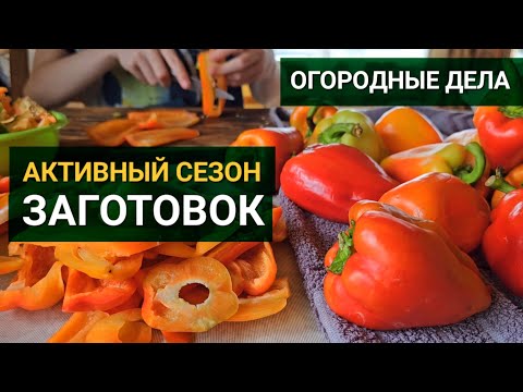 Видео: КУПИЛИ КЕДР / ЗАНЯЛИСЬ ОГОРОДОМ И ЗАГОТОВКАМИ