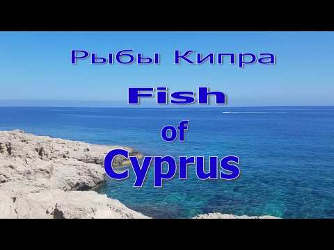 Видео: Рыбы Кипра. Каталог. Атака кальмара! Акула. Fish of CYPRUS.+ Eng Sub. Сиган-Коммунист превращение