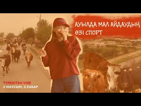 Видео: Түркістан vibe II маусым | Қожекең итке таланбаса болғаны | 3 шығарылым