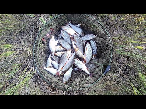 Видео: Летняя рыбалка на утренней зорьке!!! На поплавок.