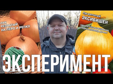 Видео: Как посадить лук из семян | Лук эксибишен | лук на перо и репу (эксперимент)