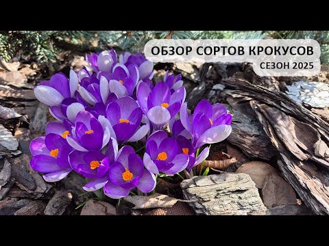 Видео: Обзор сортов крокусов, сезон 2025