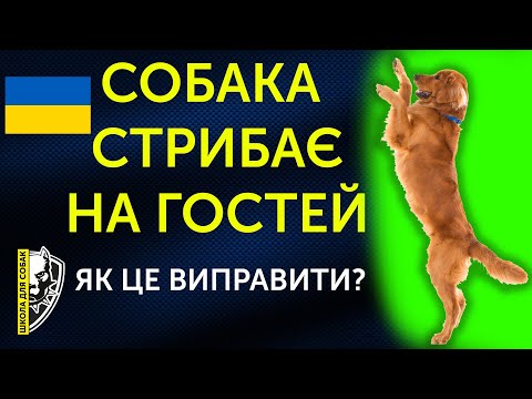 Видео: 🇺🇦Собака стрибає на гостей | Як відучити собаку стрибати на гостей?