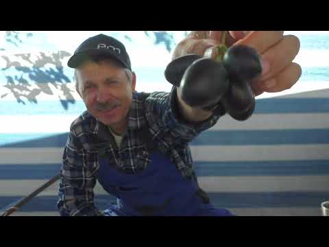 Видео: Смакове св'ято з мускатів і новинок винограда