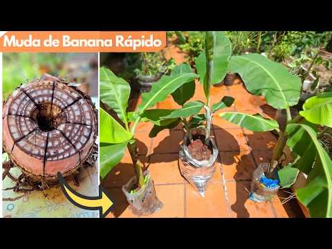 Видео: Сколько саженцев банана даёт один привой?