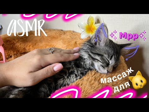 Видео: АСМР pov: ты котёнок🐱, и я сделаю тебе массаж 2 часть🤗| шепот, тихий голос, мурашки| ASMR massage