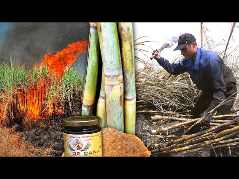 Видео: Сахар и тростниковый мед от опасного (и контролируемого) сжигания тростниковых полей