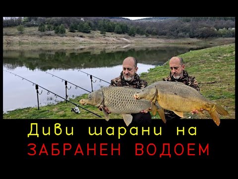 Видео: Риболов на диви шарани в дере