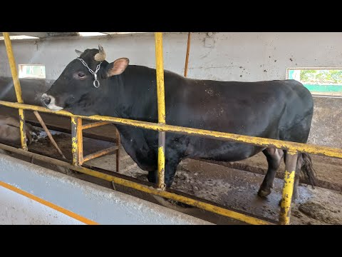 Видео: БОЙКА КОРИ ОЛАМИ ШВЕДО ЧЕМПИОНИ ЧАХОН 904580010. 14 сентября 2024 г.