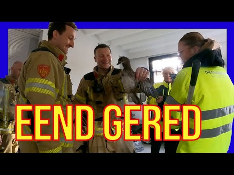 Видео: Утка в дымоходе - ДОБРОВОЛЬЦЫ ГОЛЛАНДСКИЕ ПОЖАРНЫЕ -