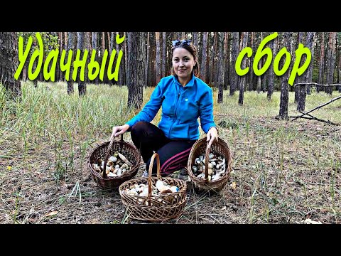 Видео: Удачный сбор белых грибов 19 сентября.