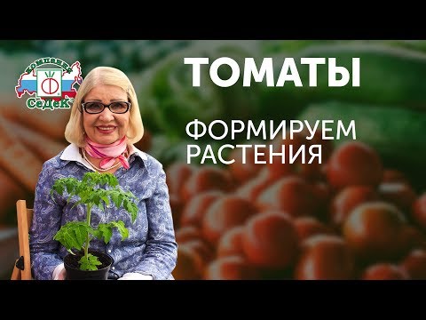 Видео: КАК ФОРМИРОВАТЬ ТОМАТЫ В ТЕПЛИЦЕ! СОВЕТЫ ОТ ОКТЯБРИНЫ ГАНИЧКИНОЙ