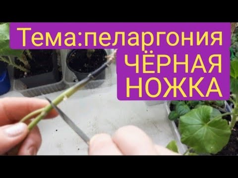 Видео: Чёрная ножка. Как лечить пеларгонию?