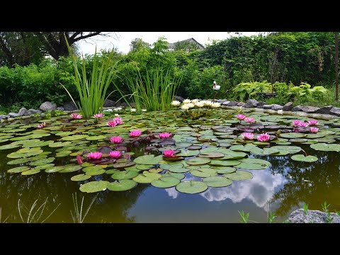 Видео: Мой первый пленочный декоративный пруд - My FIRST decorative POND