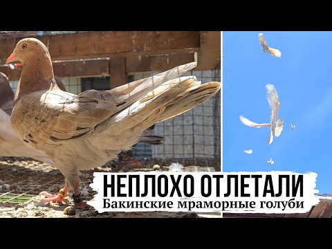 Видео: ИСТОРИЯ ОДНОГО ДНЯ. БАКИНСКИЕ МРАМОРНЫЕ ГОЛУБИ | ГОНЯЕМ НЕ СМОТРЯ НА ПОТЕРИ 2025г.