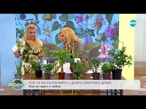 Видео: Топ 10 на растенията с добра енергия в дома - „На кафе” (22.07.2020)