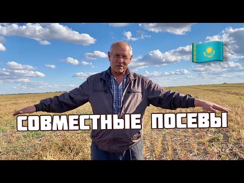 Видео: Совместные посевы различных с/х культур