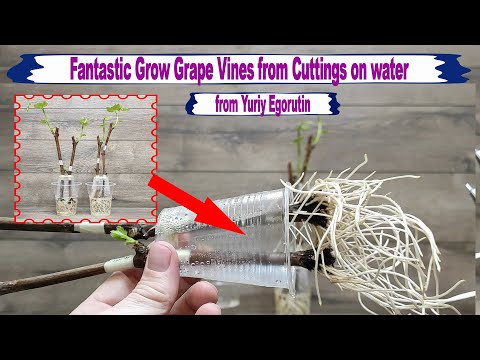 Видео: 🍇 Fantastic Grow Grape Vines from Cuttings on water/Фантастическое укоренение винограда на воде.