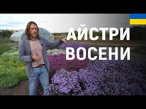 Видео: ЛАНДШАФТНИЙ ДИЗАЙН | БАГАТОРІЧНІ АЙСТРИ ВОСЕНИ