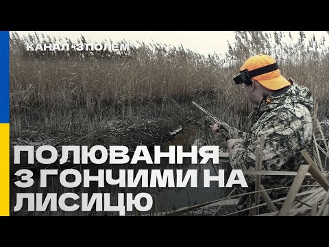Видео: Полювання на лисицю з гончими (січень 2022 року). Fox hunting.