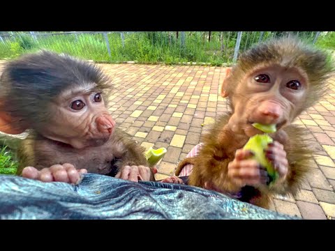 Видео: ЖАРА СПАЛА! Вышли вечером со Степашкой и Маняшкой погулять, но малыши просто отказываются идти)))