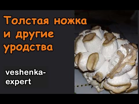 Видео: Высокая влажность в камере выращивания. Толстая ножка и уродливые вешенки