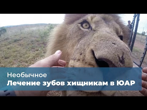 Видео: Лечение зубов хищникам в ЮАР
