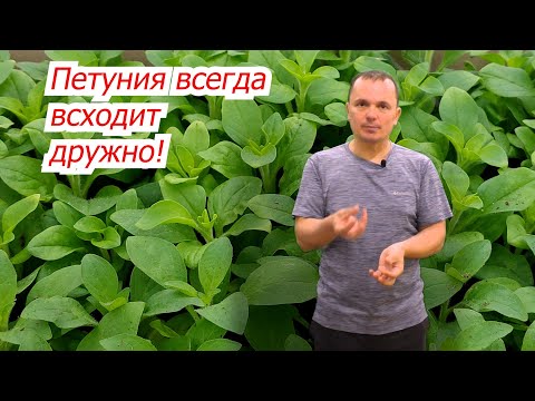 Видео: Посев ампельной петунии- реально просто и эффективно.