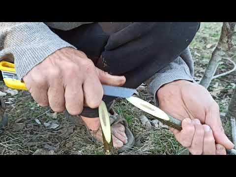 Видео: Безапелационна копулация за сигурен успех при Ашладисване , Присаждане на Орех и др.