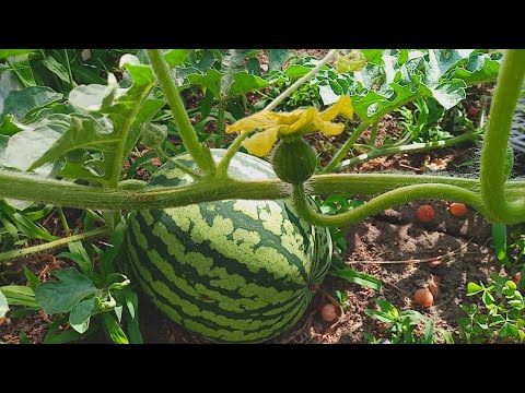 Видео: Пришла пора опылять арбузы и дыни