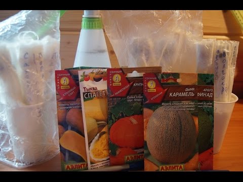 Видео: РАССАДА ПО МОСКОВСКИ СЕЕМ ТЫКВУ,КАБАЧКИ, ДЫНИ , , АРБУЗЫ!