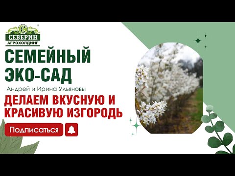 Видео: ИРГА: ДЕЛАЕМ ЖИВУЮ ИЗГОРОДЬ В САДУ!