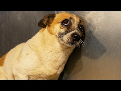 Видео: Измученная собака боялась света и людей. Первое прикосновение заняло 70 дней