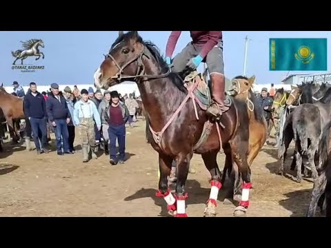 Видео: Тараз Жамбыл Ас-ер мал базары Жылқылар бағасы Үйір айғырлар,Буаз биелер ,Жабағылар