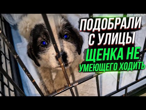 Видео: Привезли щенка с больными лапами домой. Он очень слаб🥺Купаем Кузю.Папа поймал мышь😱.