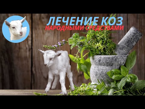 Видео: Болезни коз  Лечение коз народными средствами