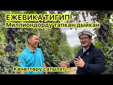 Видео: ЕЖЕМАЛИНА || ежевика тигип МИЛЛИОНДОРДУ тапкап ишкер | көчөттөрү сатылат