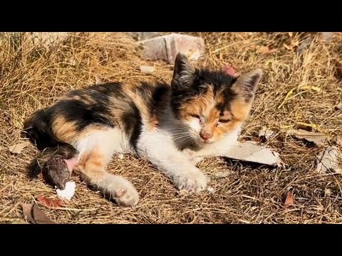 Видео: «У меня так болят лапки... Можешь стать моей мамой и обнять меня?»