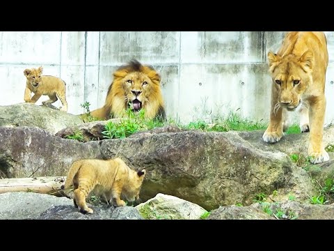 Видео: Маленький львёнок бежит к обрыву🦁и случается забавный момент🤣