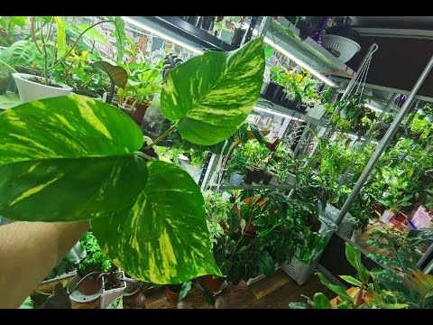 Видео: Коллекция Эпипремнумов/Самые редкие сорта Сцинов\ Польза опоры для растений!