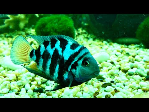 Видео: Сапфировый попугай панда готовит место для нереста в общем аквариуме