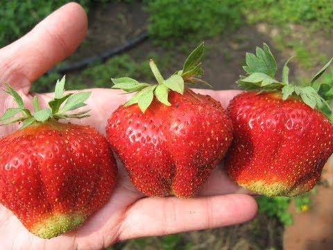 Видео: Удивительный кустовой сорт  ВИКАТ