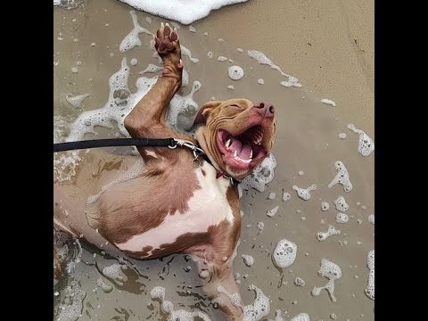 Видео: 😺 Ура, я на море! 🐕 Смешное видео с собаками, кошками и котятами! 😸