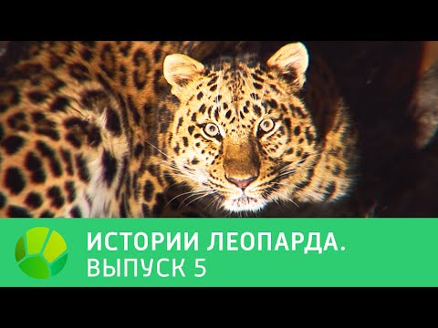 Видео: История леопарда. Выпуск 5 | Живая Планета