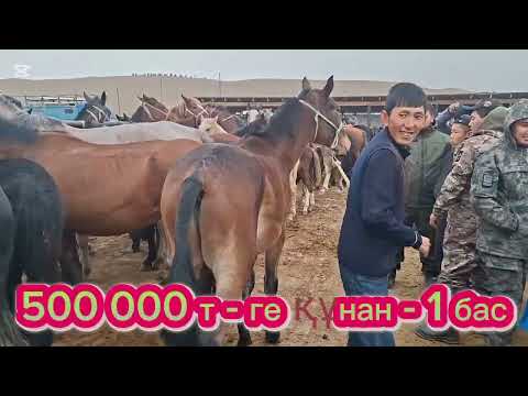 Видео: 03.11.25Сарыағаш мал базары.Жылқылар,аттар,құнандар,дөнендер,биелер,биелер құлынымен,байталдар,құлын