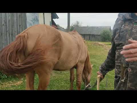 Видео: 🐴 командировка логойский район и приобретение коня Каштана🤝
